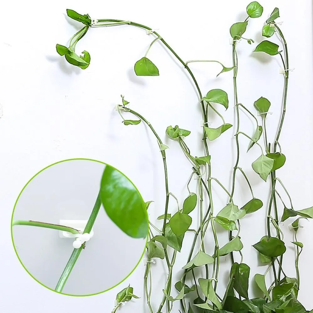 Plant climbing wall fixture